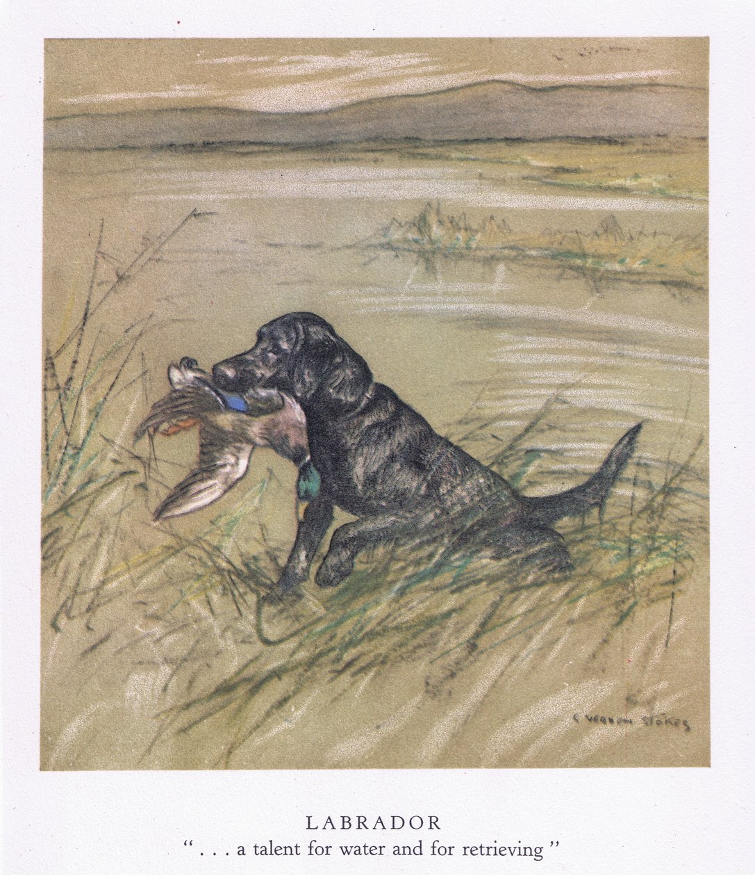 Labrador (colour litho) - George Vernon Stokes