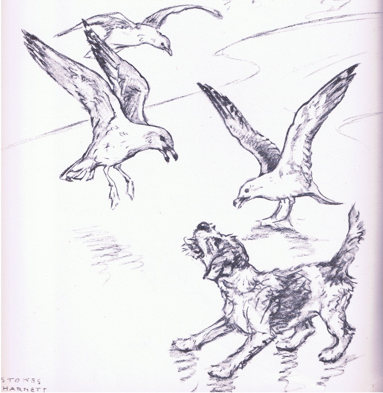 Rosie chassant les mouettes, extrait de Mudlarks publié par Collins - George Vernon Stokes