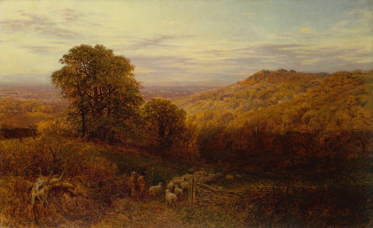 Lumière du soleil persistant sur les bois d