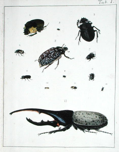 Divers coléoptères, planche I de 