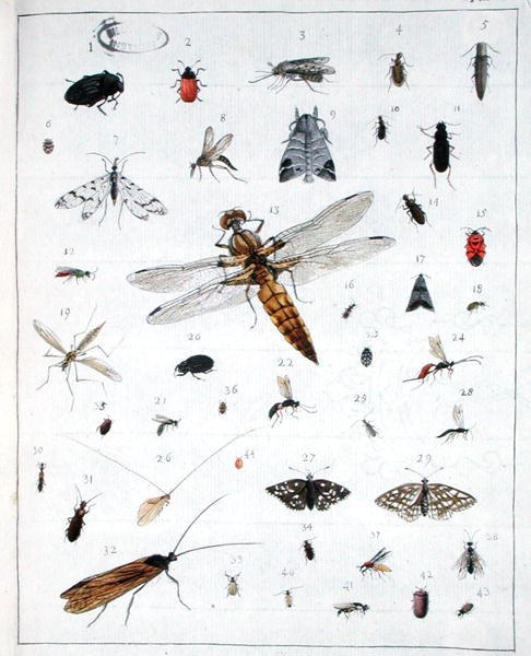 Divers insectes, planche III de 