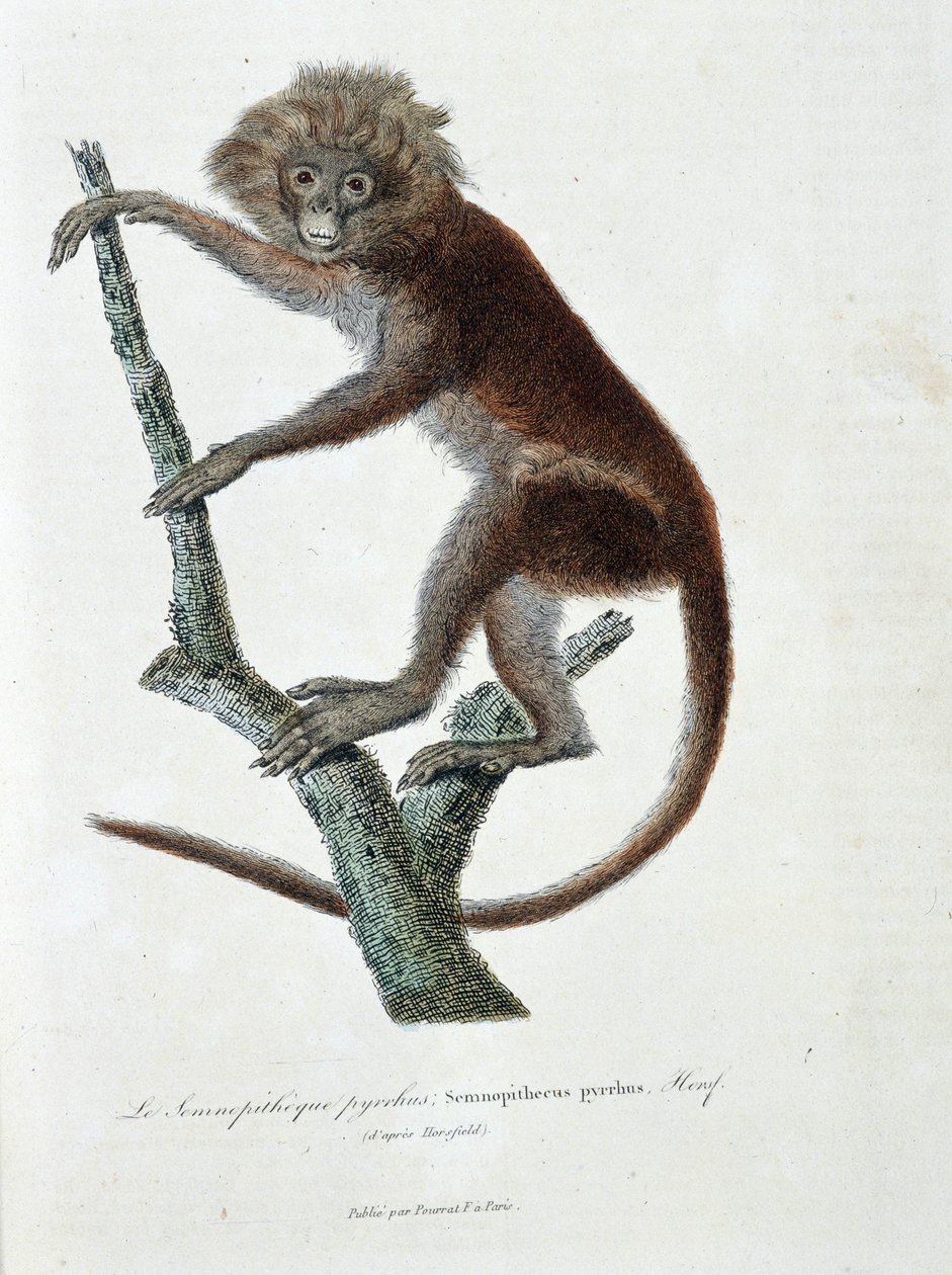 Histoire naturelle : tableau zoologique représentant Semnopithèque pyrrhus ; Semnopithecus pyrrhus (d