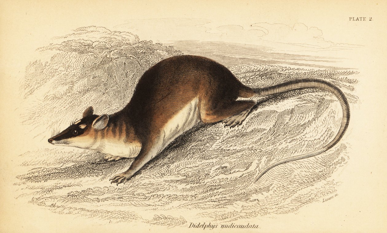 Opossum à quatre yeux brun, Metachirus nudicaudatus - Georges Robert Waterhouse