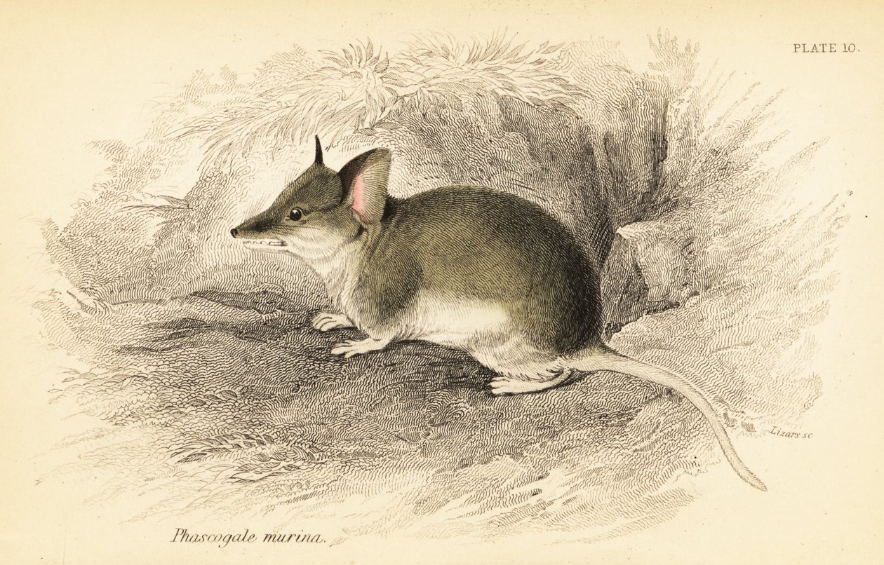 Dunnart commun, Sminthopsis murina - Georges Robert Waterhouse