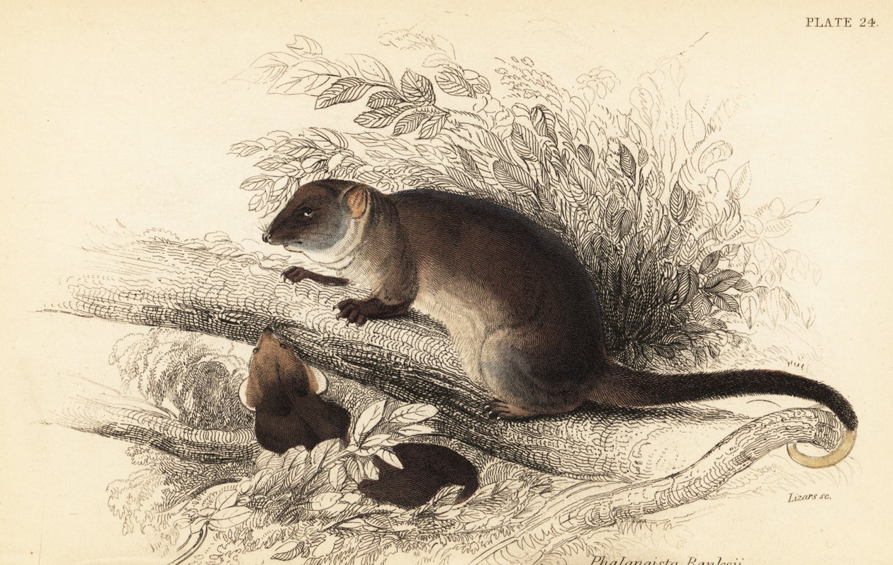 Possum à queue en anneau, Pseudocheirus peregrinus - Georges Robert Waterhouse