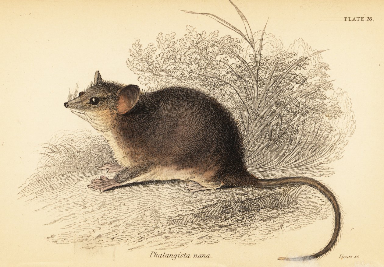 Possum pygmée de l