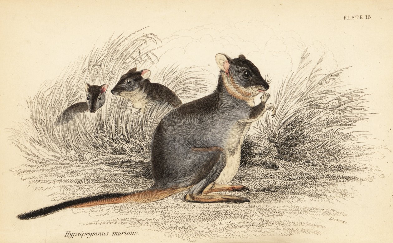 Potoroo à longs pieds, Potorous longipes. Vulnérable (gravure) - Georges Robert Waterhouse
