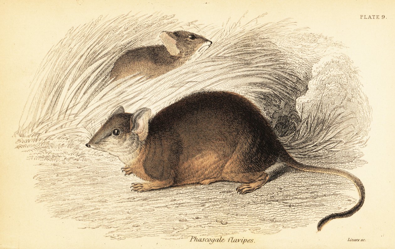 Mardo ou antechinus à pieds jaunes, Antechinus flavipes, 1841 - Georges Robert Waterhouse