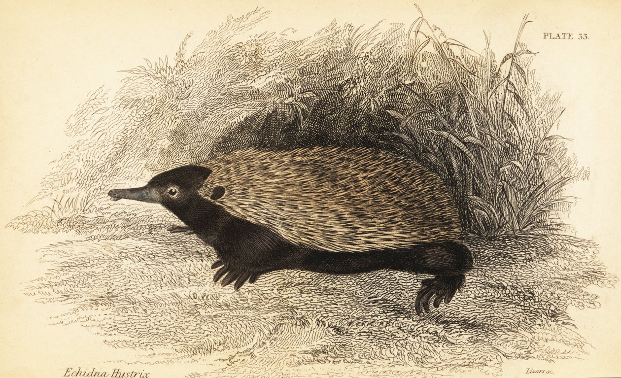 Échidné à bec court, Tachyglossus aculeatus - Georges Robert Waterhouse