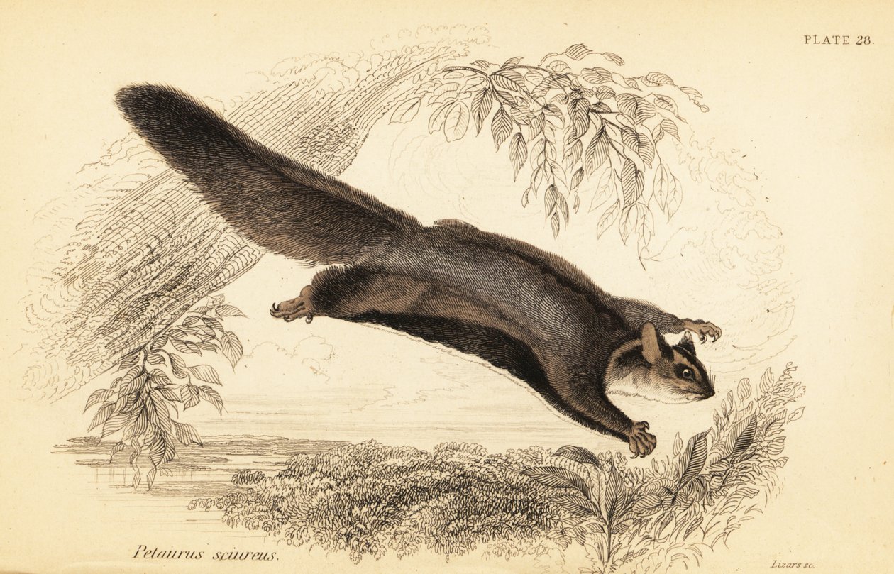 Planeur écureuil, Petaurus norfolcensis (gravure) - Georges Robert Waterhouse