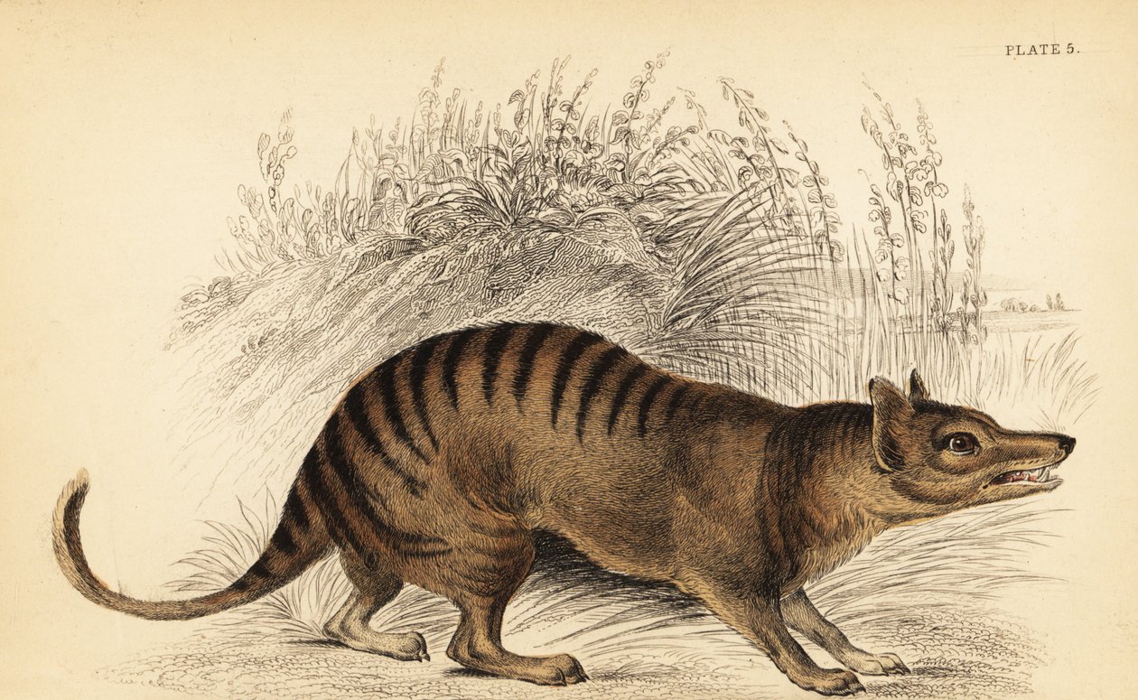 Tigre de Tasmanie, Thylacinus cynocephalus. Éteint, 1841 - Georges Robert Waterhouse