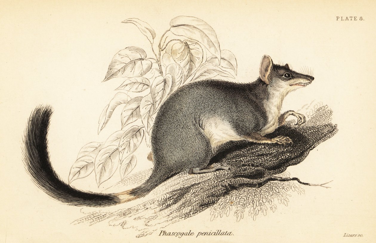 Tuan ou wambenger commun, Phascogale tapoatafa, 1841 - Georges Robert Waterhouse