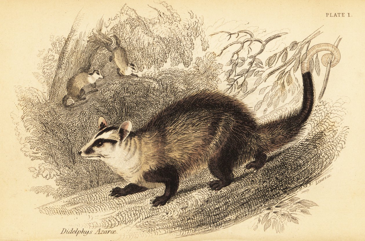 Opossum à oreilles blanches, Didelphis albiventris (gravure) - Georges Robert Waterhouse