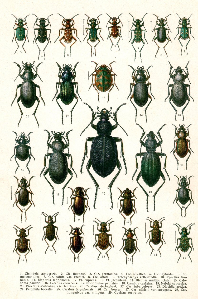 Gravure antique des variétés de coléoptères européens, c.1910 - Georgiy Jacobson