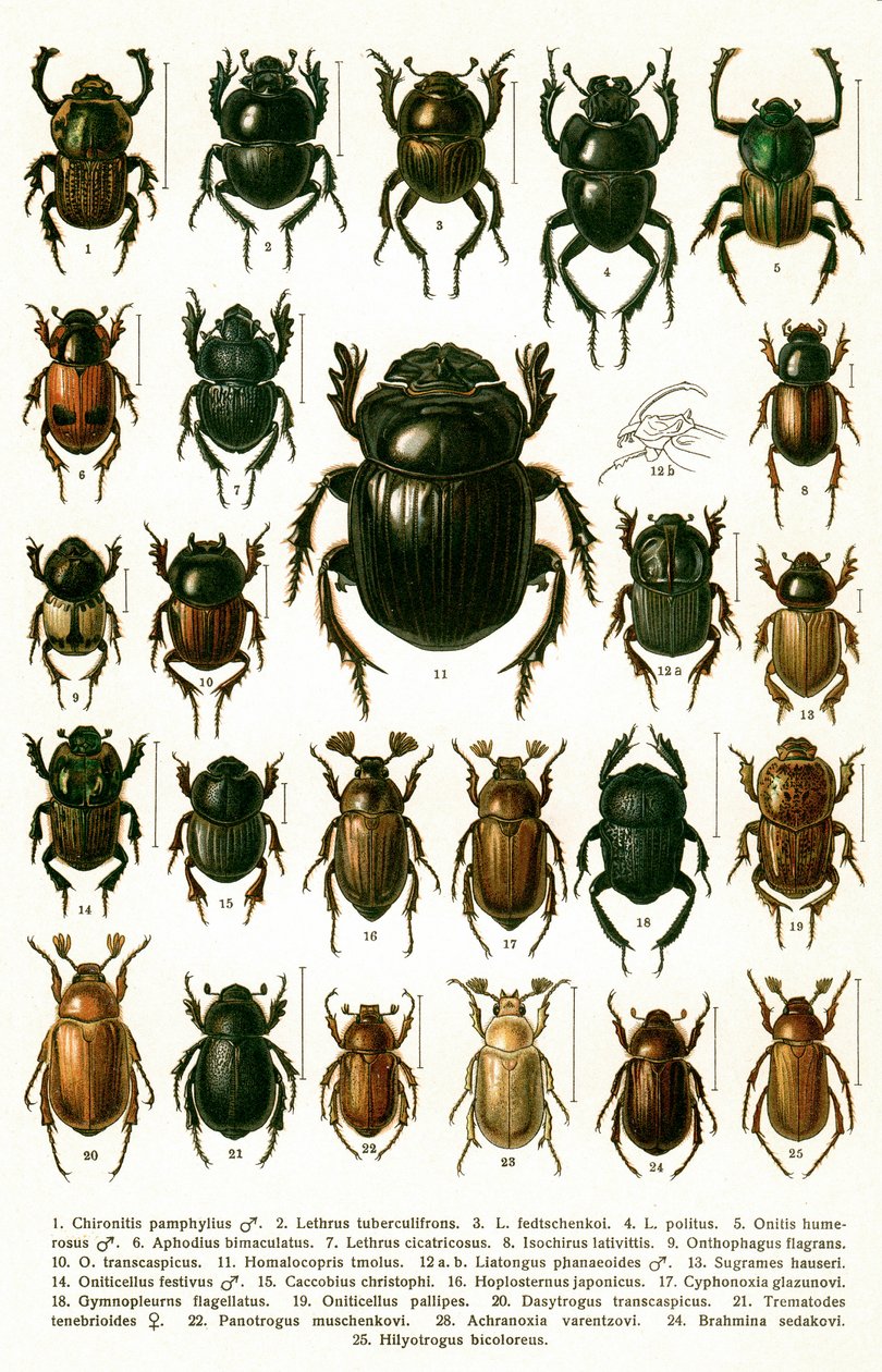 Estampe ancienne des variétés de coléoptères européens, vers 1910 (chromolithographie) - Georgiy Jacobson