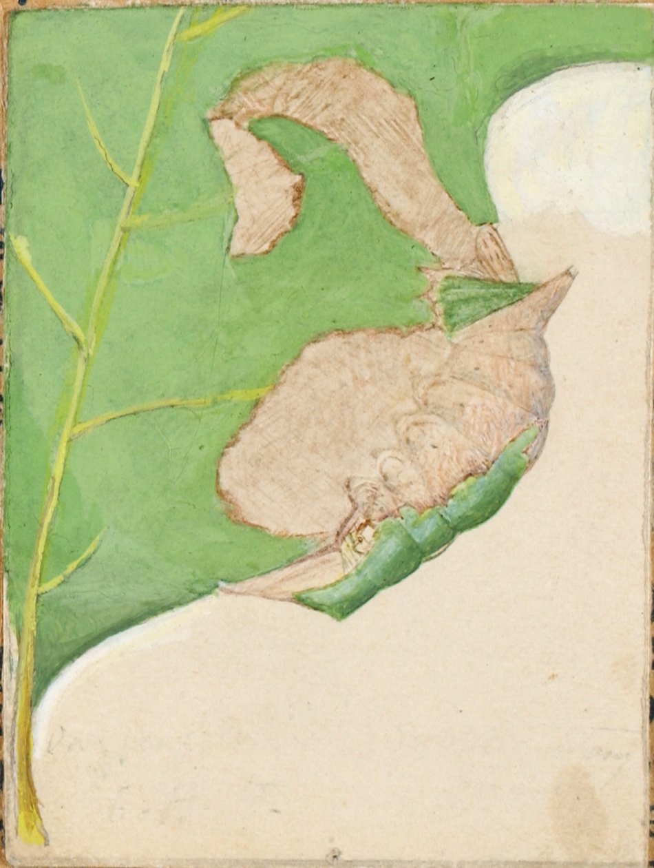 Chenille à feuilles de chêne, étude pour le livre "Concealing Coloration in the Animal Kingdom". - Gerald H. Thayer