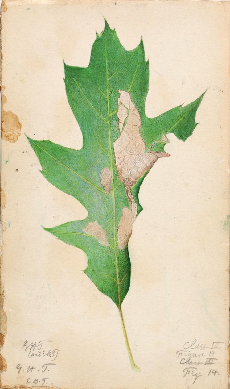 Chenille à feuilles de chêne, étude pour le livre "Concealing Coloration in the Animal Kingdom". - Gerald H. Thayer
