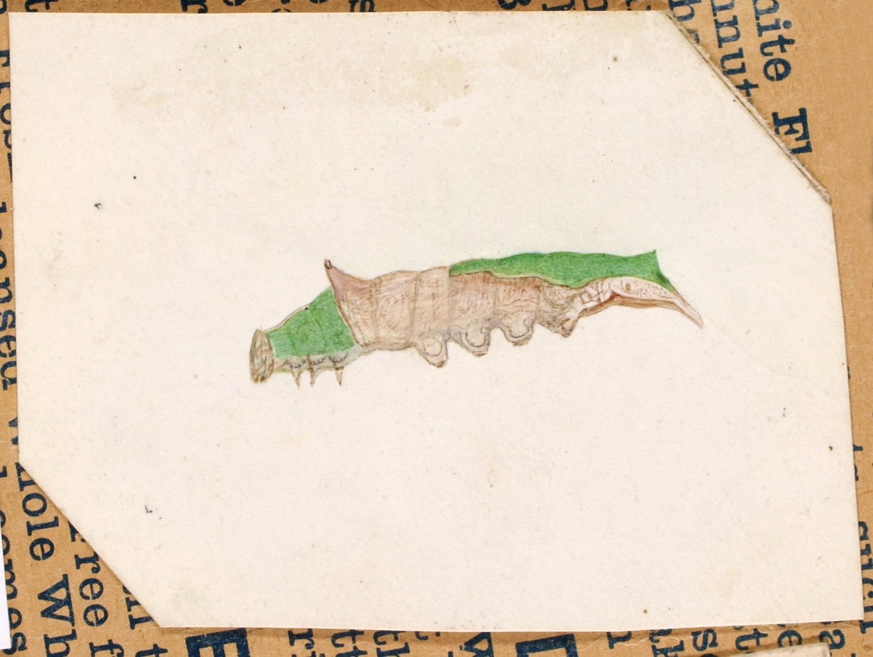 Chenille à feuilles de chêne, étude pour le livre "Concealing Coloration in the Animal Kingdom". - Gerald H. Thayer