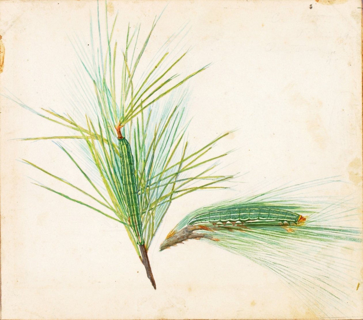 Chenille du pin, étude pour le livre La dissimulation de la coloration dans le règne animal - Gerald H. Thayer