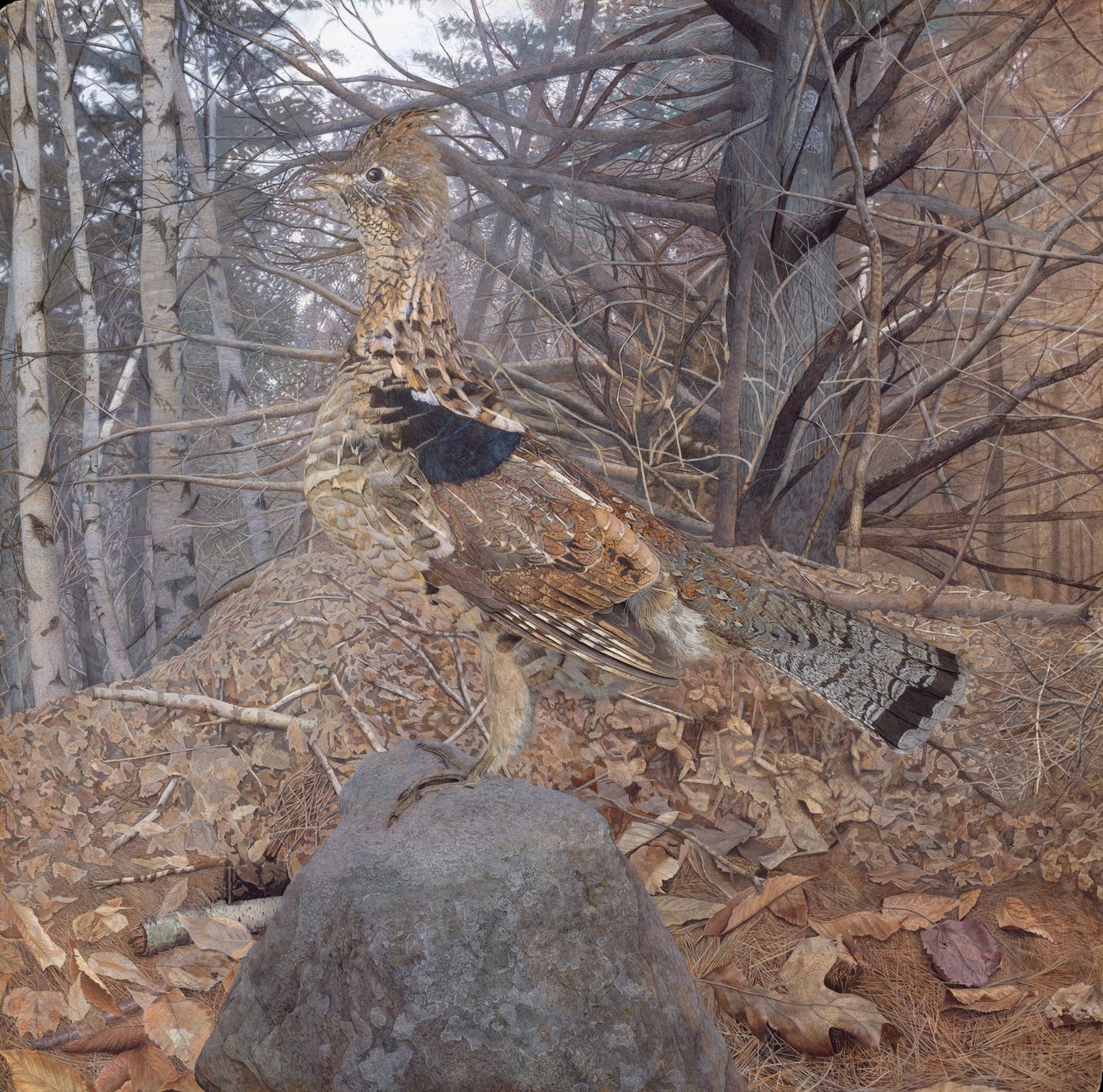 Gélinotte huppée mâle dans la forêt, 1907-08 - Gerald Thayer