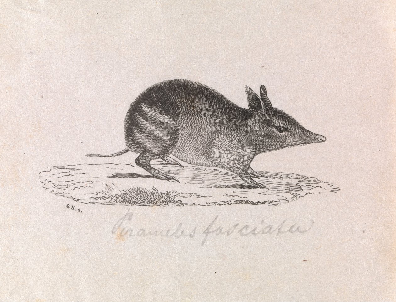 Bandicoot rayé occidental, Perameles bougainville - Gerard Krefft