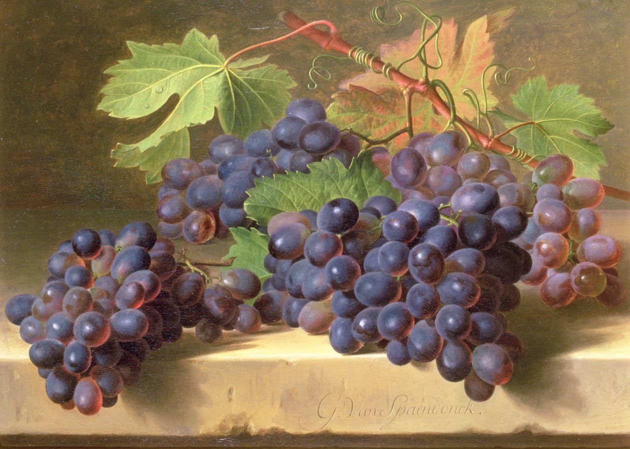 Nature morte de raisins reposant sur un rebord en marbre - Gerard van Spaendonck