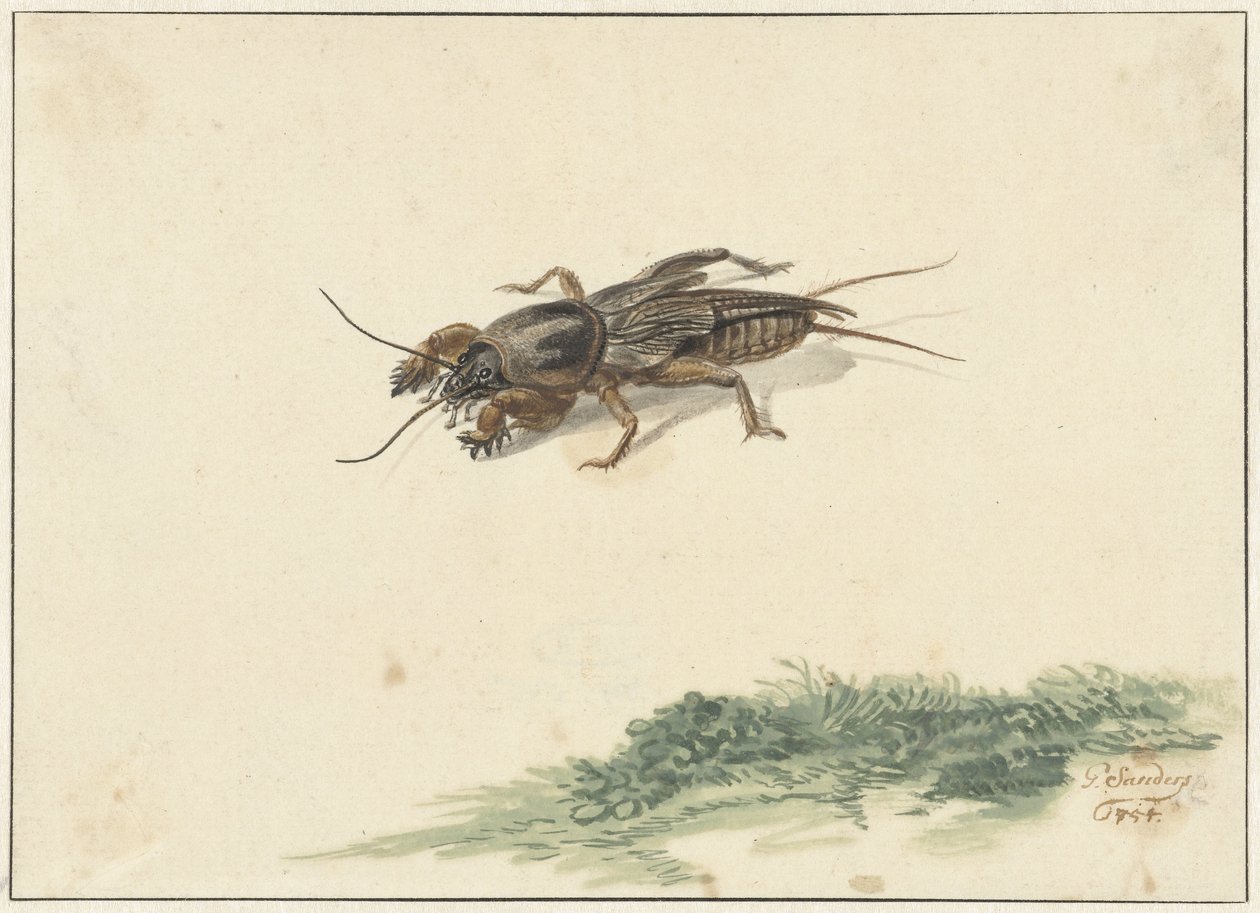Insecte - Gerard Sanders