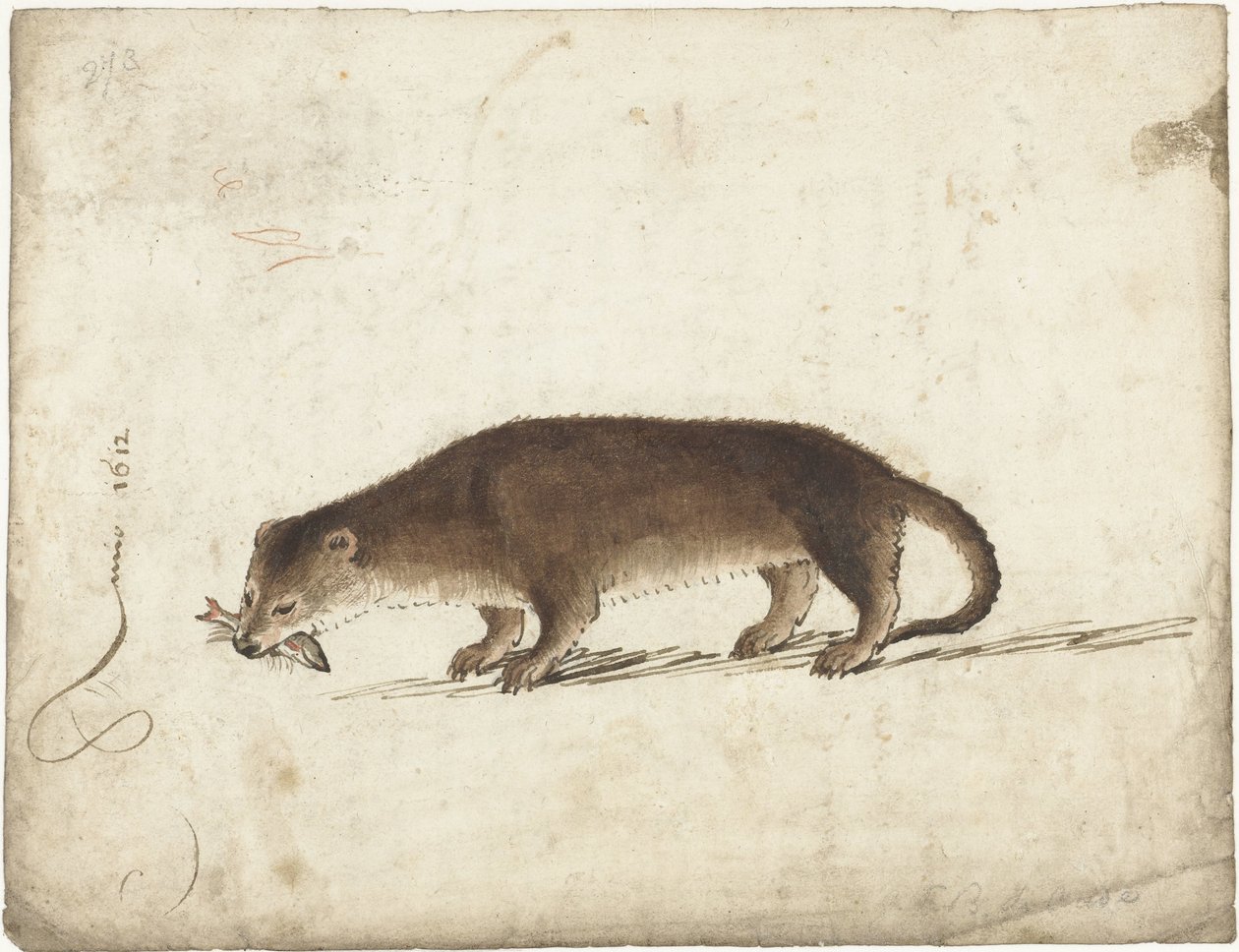 Loutre avec un poisson dans sa gueule - Gerard ter Borch (I)