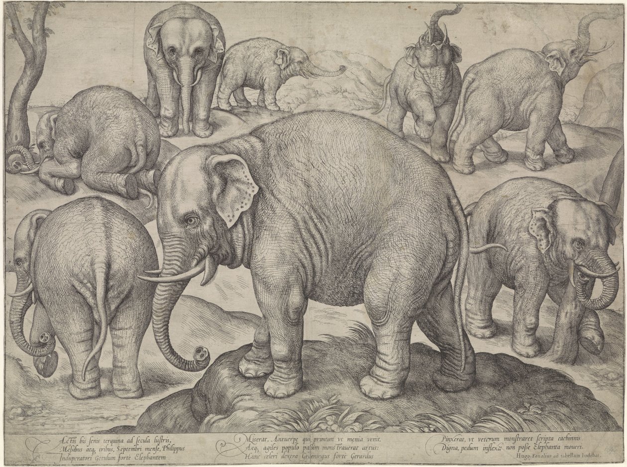 Huit éléphants - Gerard van Groeningen
