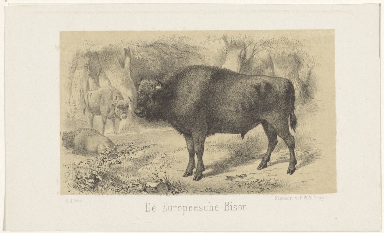 Bison européen - Gerardus Johannes Bos