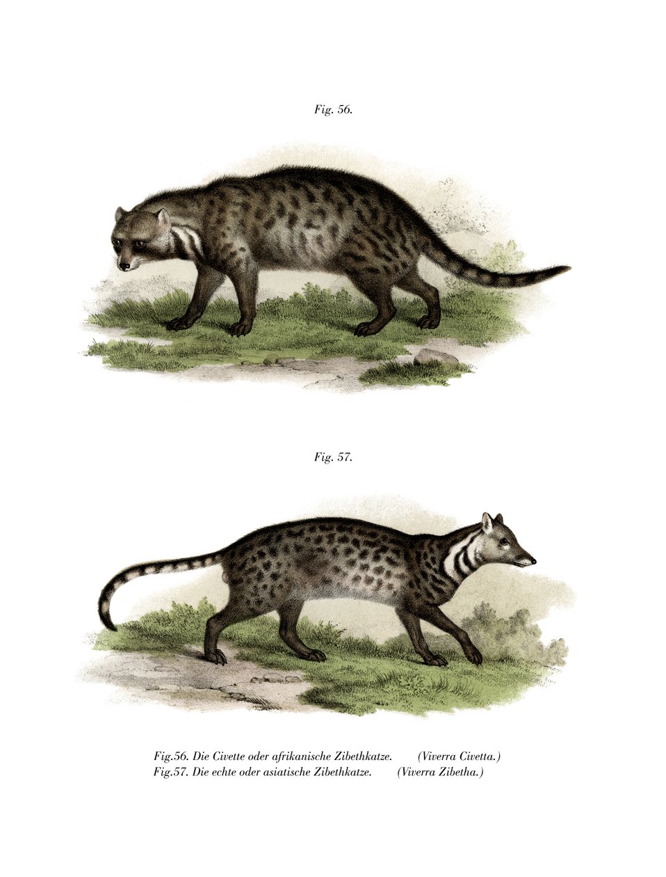 Civette africaine, 1860 - German School