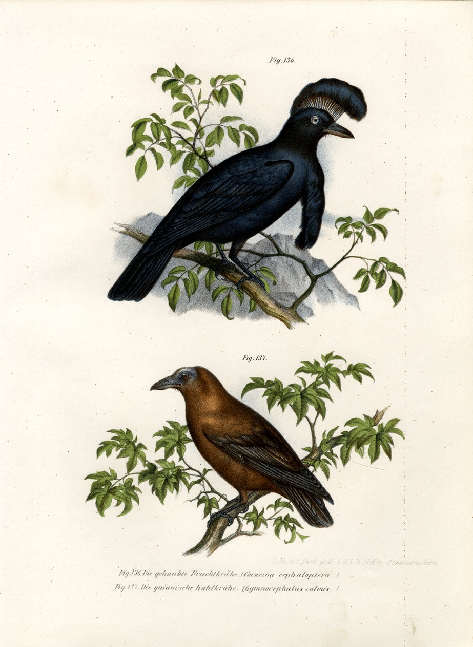 Cotingidé ombrelle d