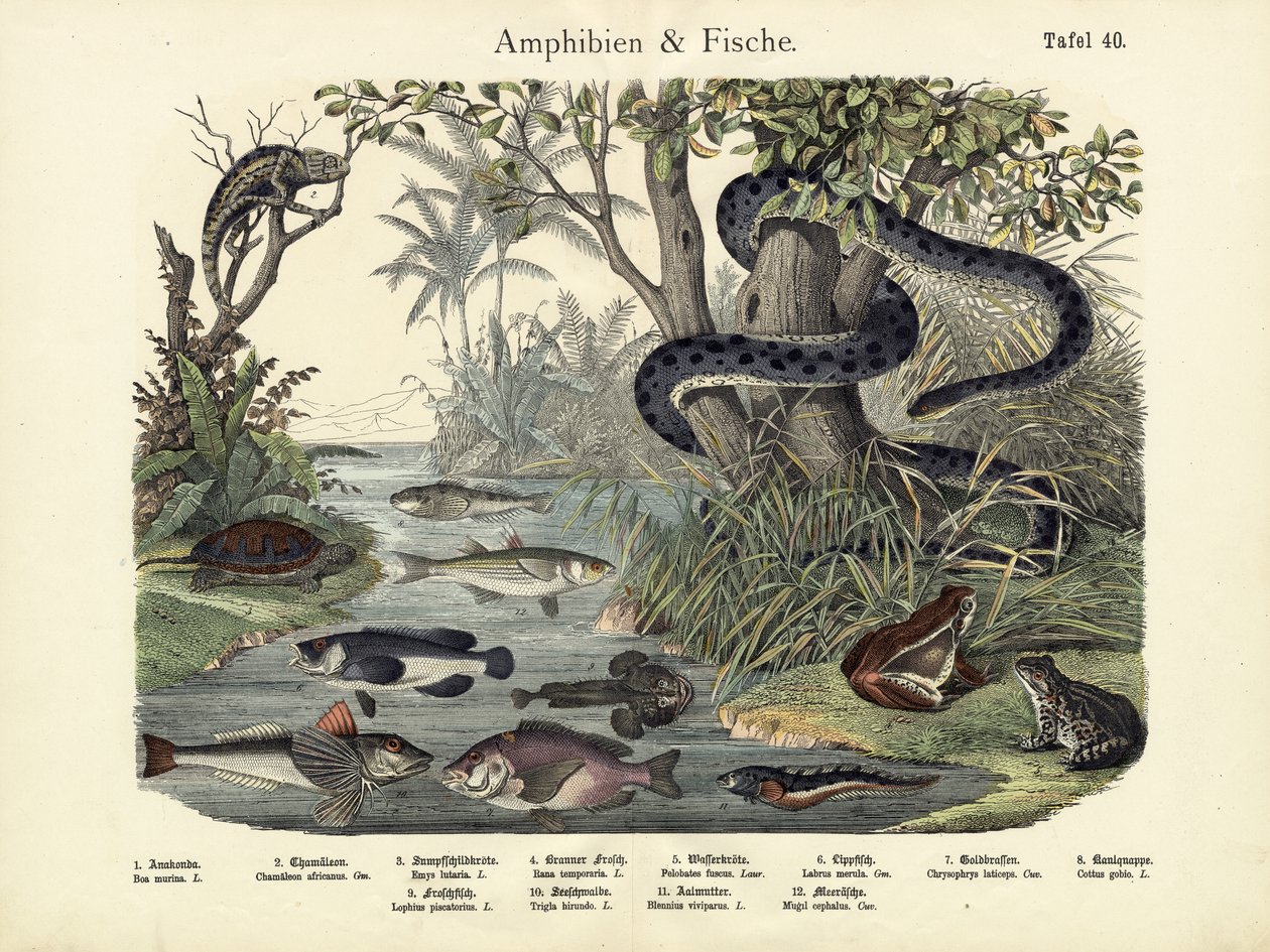 Amphibiens et poissons, vers 1860 - German School