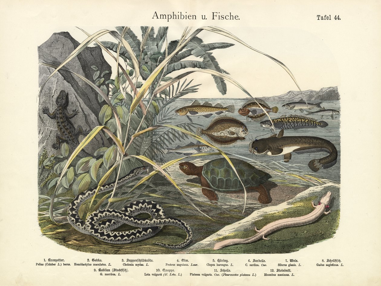 Amphibiens et poissons, vers 1860 - German School