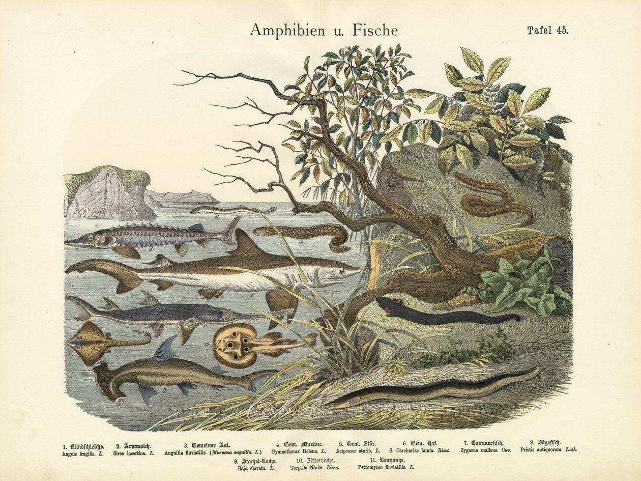 Amphibiens et poissons, vers 1860 - German School
