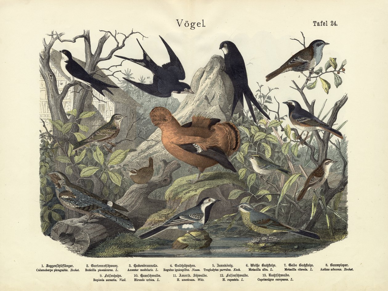Oiseaux, c.1860 - German School