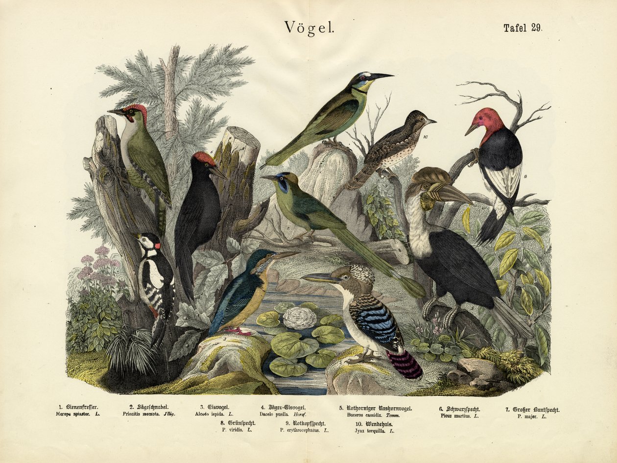 Oiseaux, vers 1860 - German School
