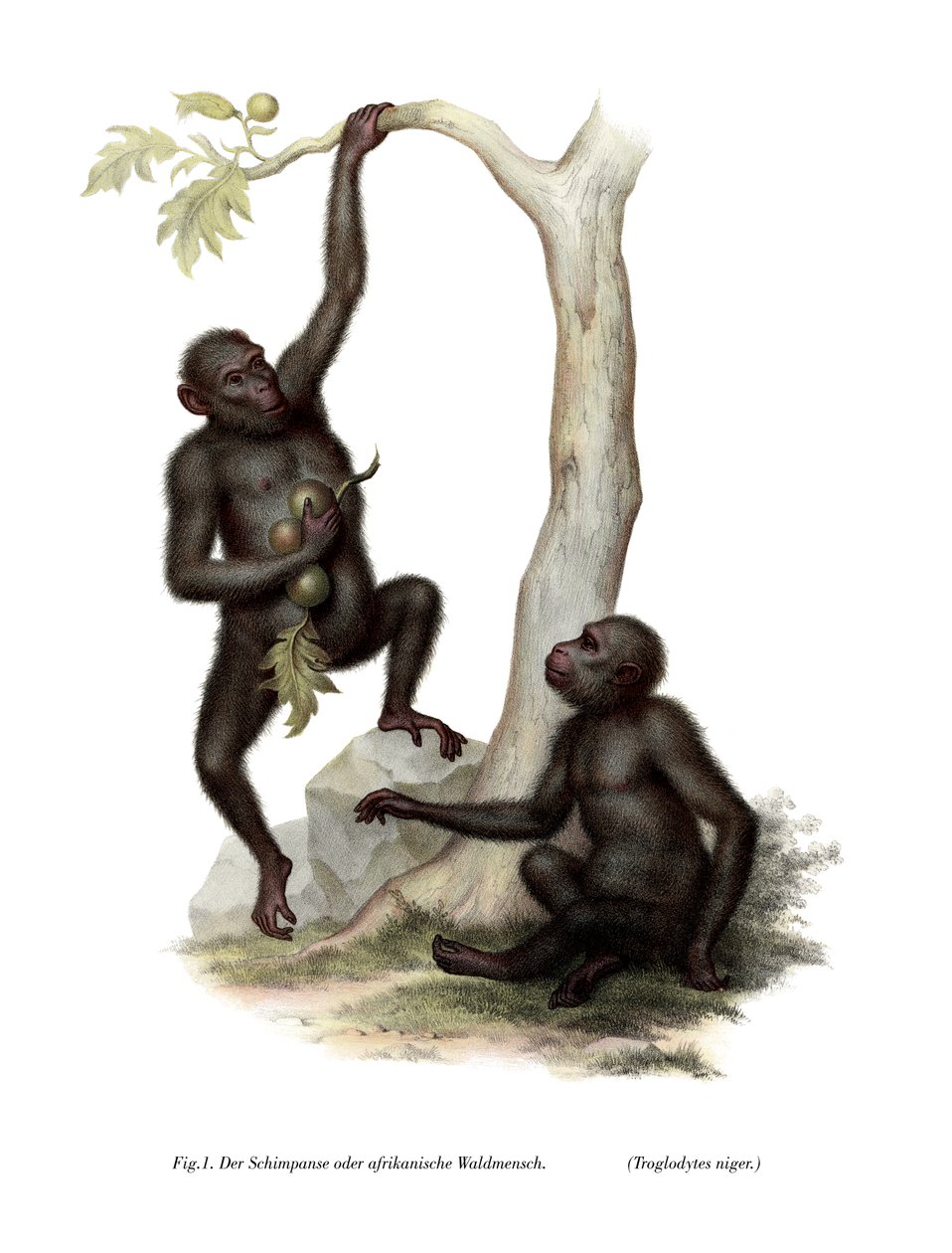 Chimpanzé, 1860 - German School
