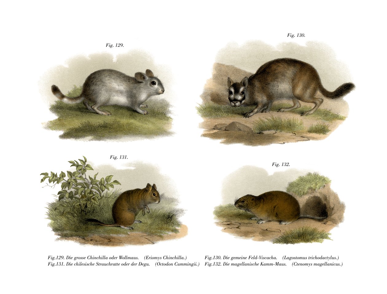 Chinchilla, 1860 - German School