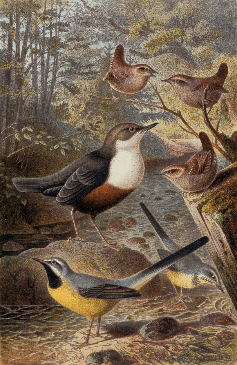 Cincle plongeur et bergeronnette grise, planche de Brehms Tierleben: Allgemeine Kunde des Tierreichs, vol 4, p. 69, publié par Bibliographisches Institut, 1891 - German School