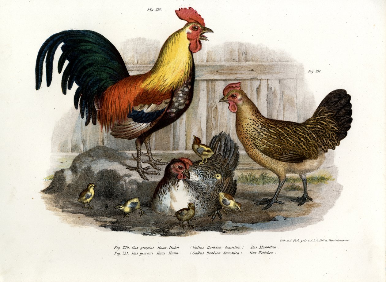 Volaille domestique, 1864 - German School