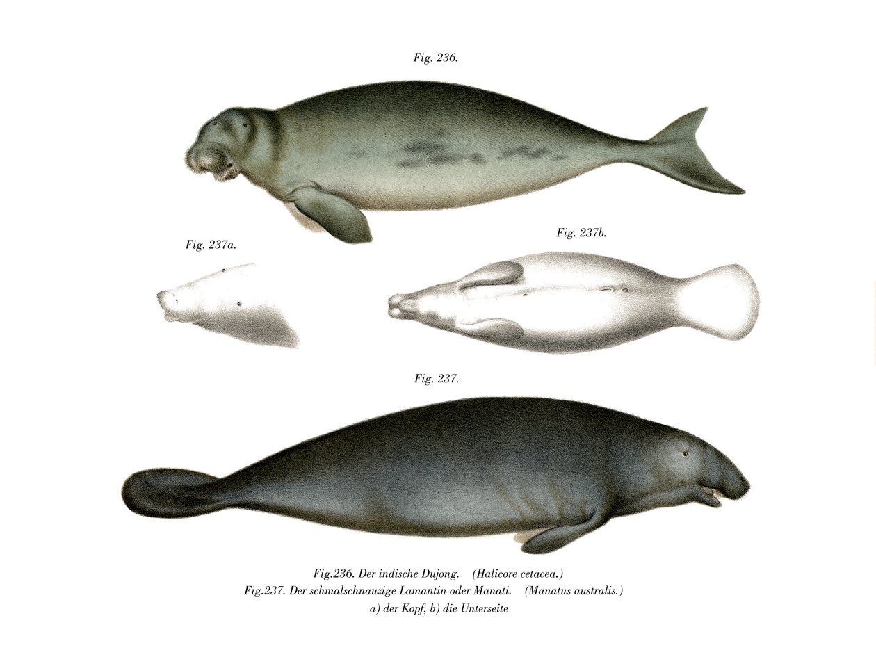 Dugong, 1860 - German School