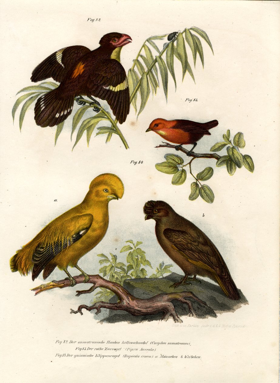 Large Brève, 1864 - German School
