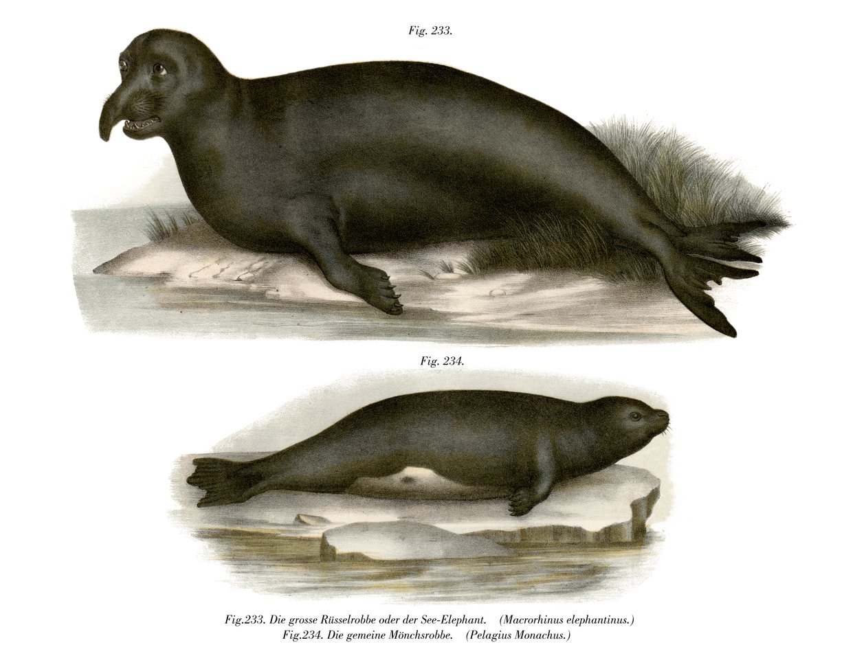 Éléphant de mer, 1860 - German School
