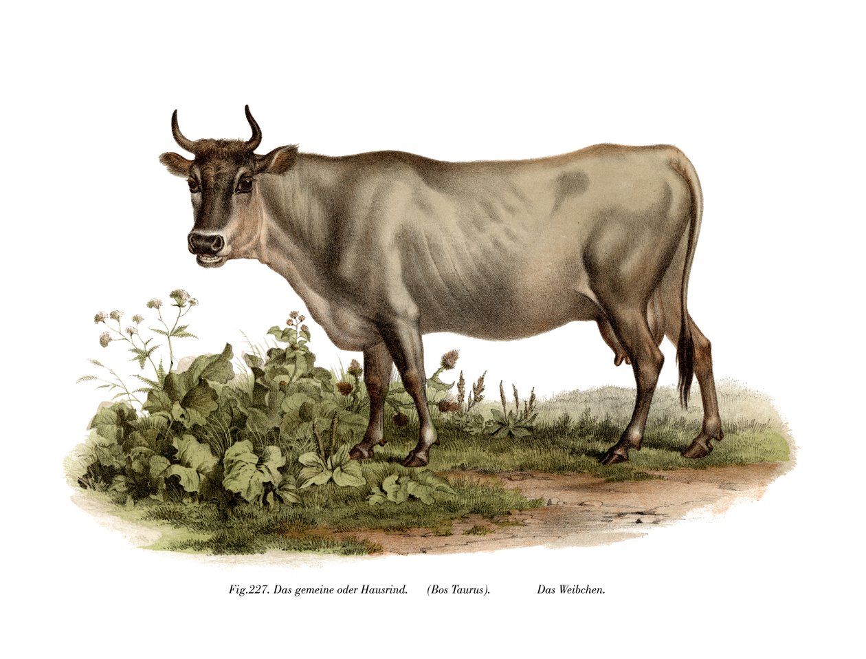 Bétail européen, 1860 - German School