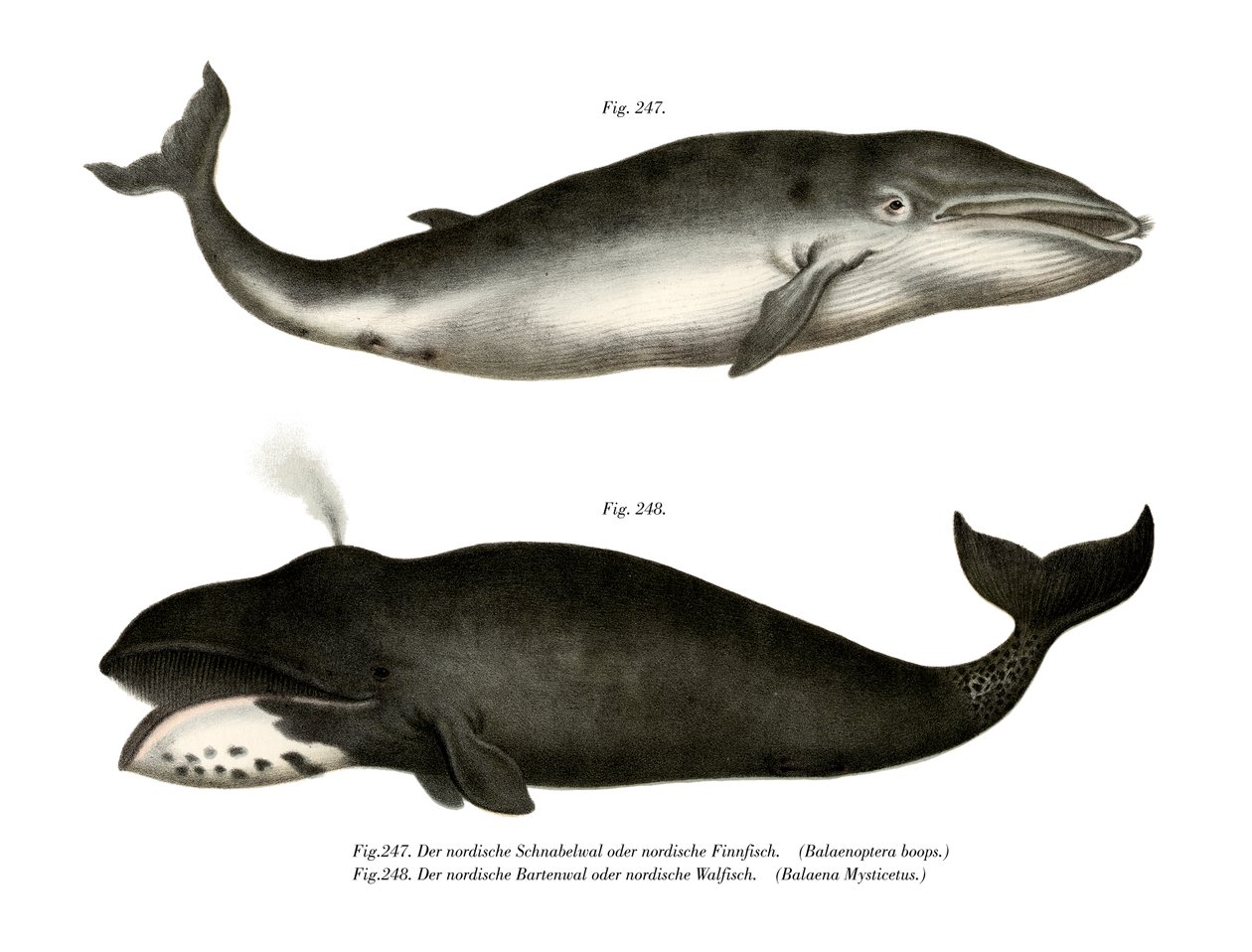 Rorqual commun, 1860 - German School