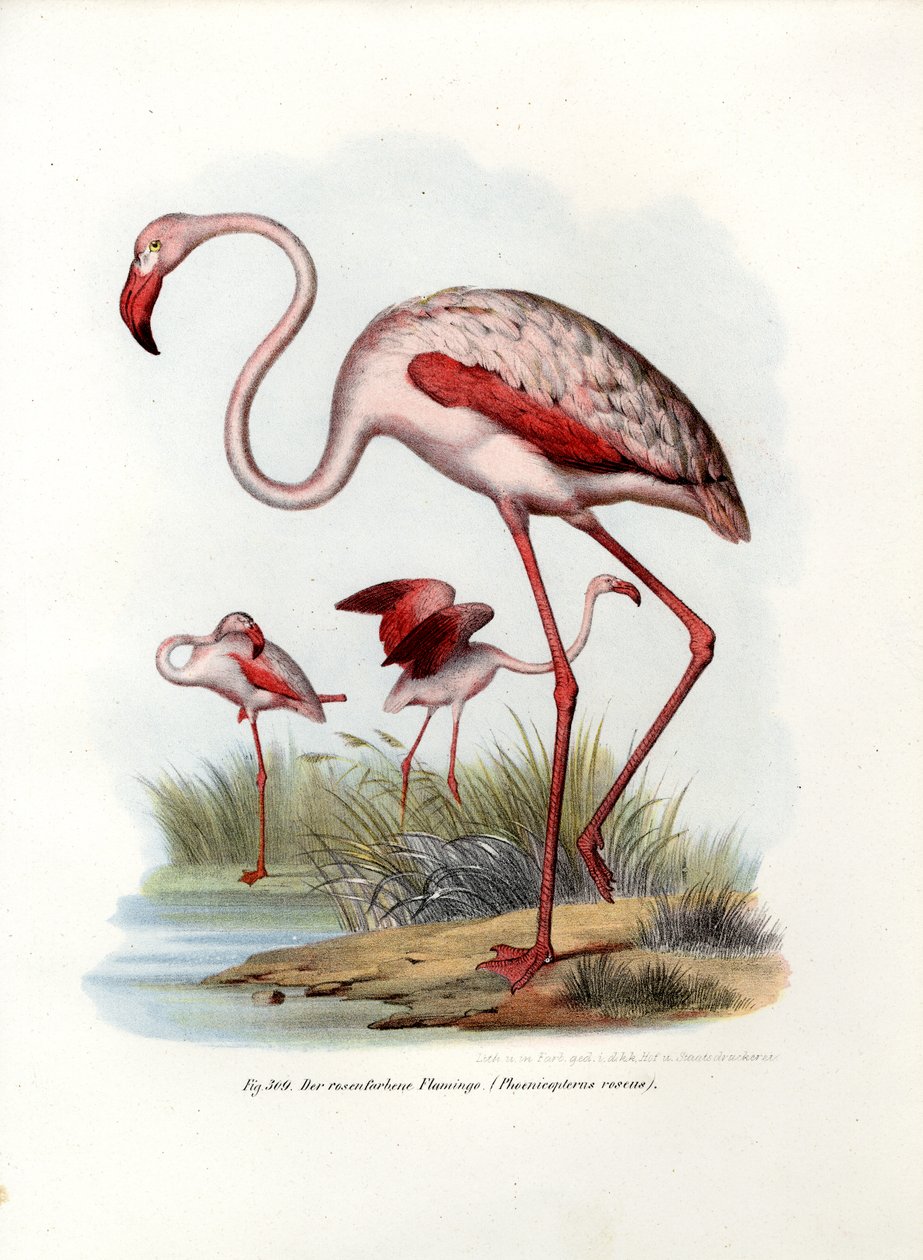 Flamant rose, 1864 - German School