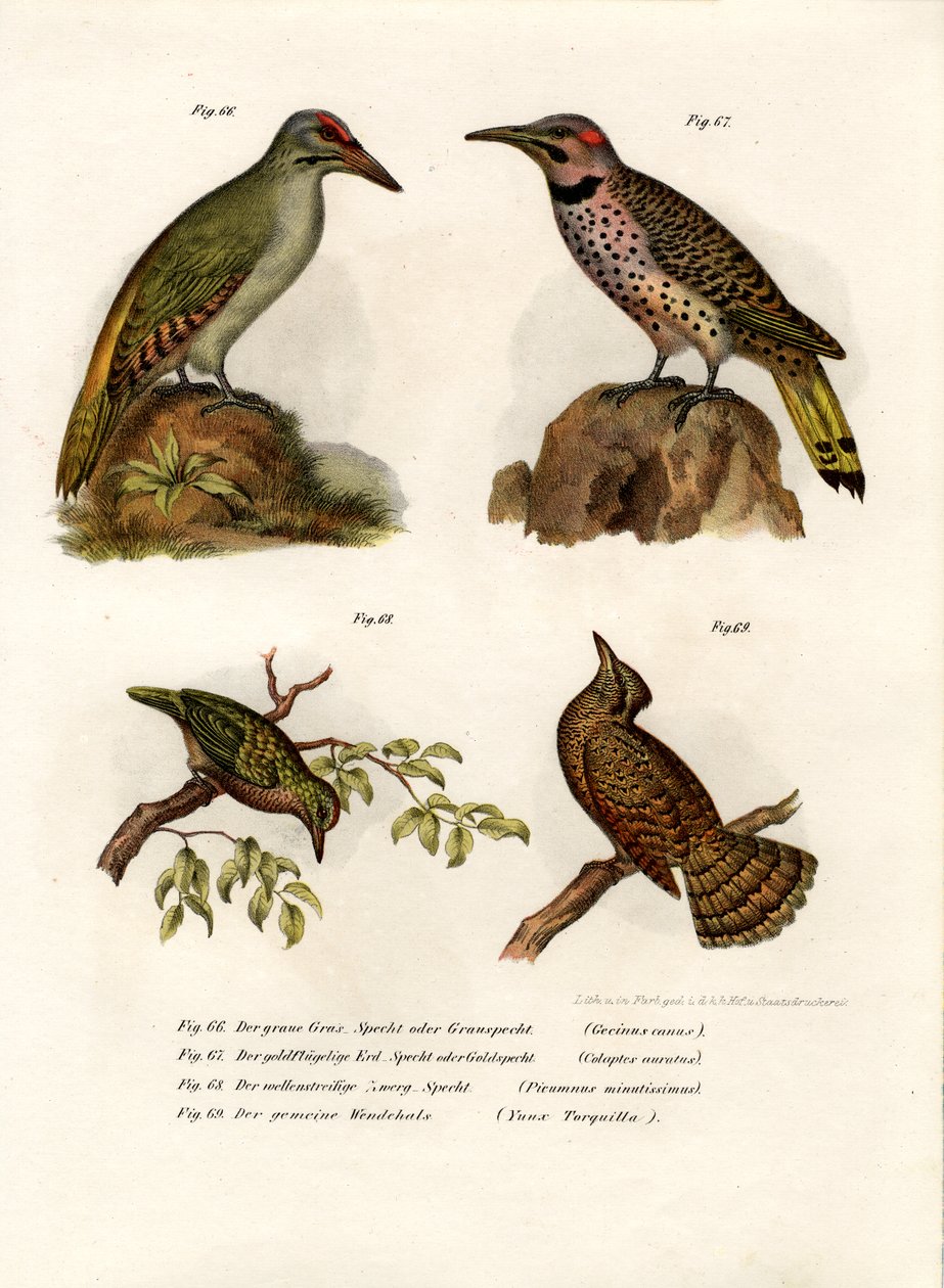 Pic à tête grise, 1864 - German School