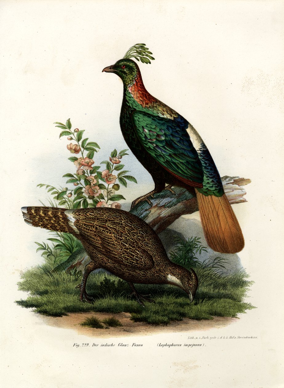 Tragopan occidental, 1864 - German School