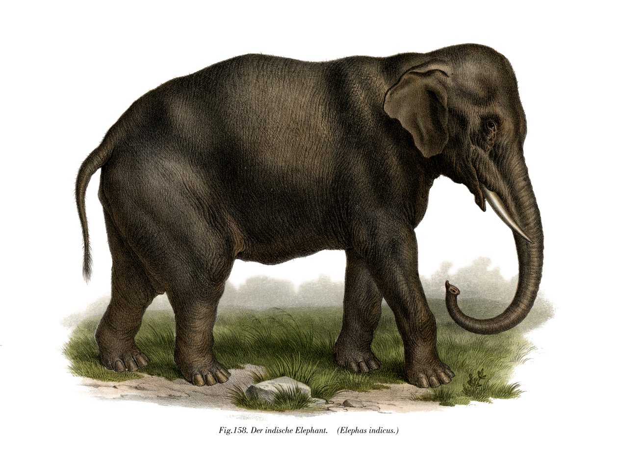 Éléphant indien, 1860 - German School